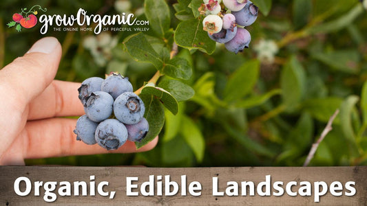 Hand holding a cluster of ripe blueberries