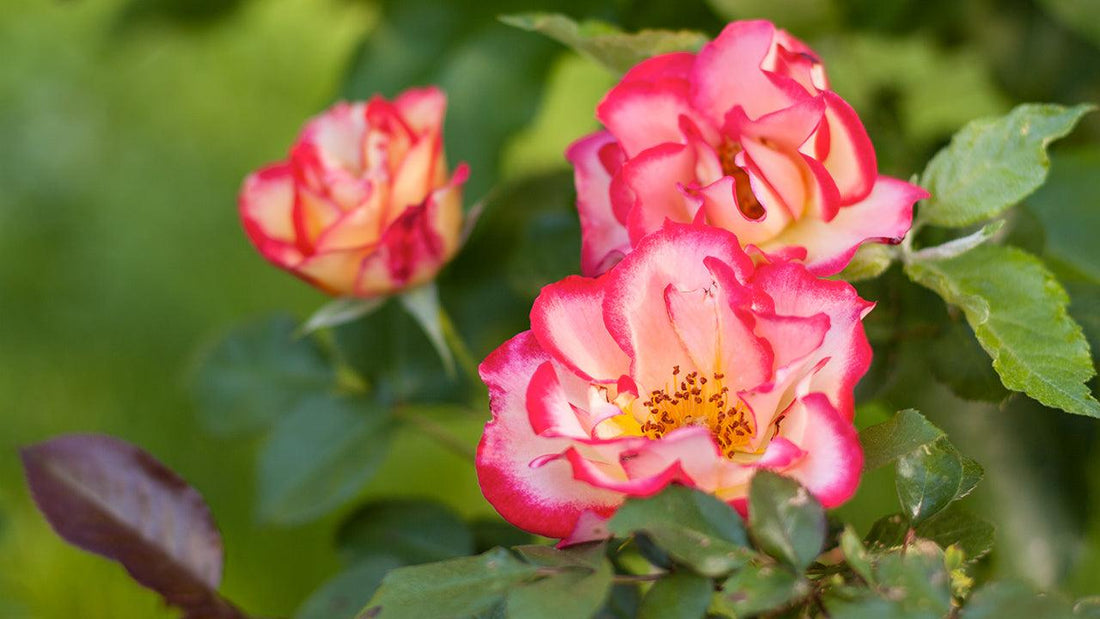 Pink and yellow rose blossoms