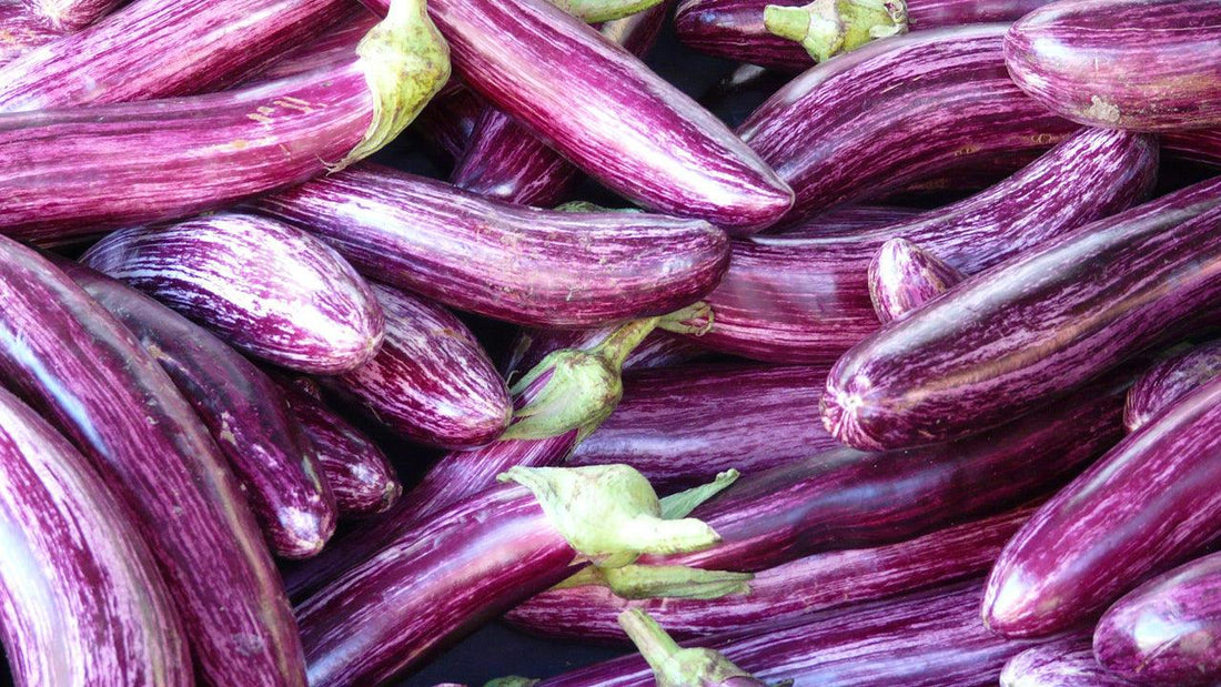 How to Grow Eggplants - Grow Organic