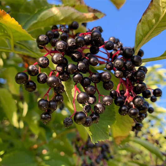 Cluster of ripe dark elderberries