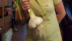 Elephant garlic stem and bulb