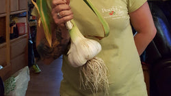 Woman holding a large garlic plant with roots
