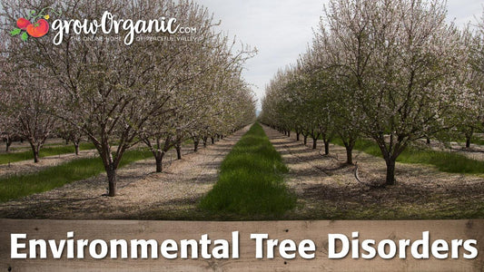 Fruit tree leaves showing symptoms evaluated for environmental stress