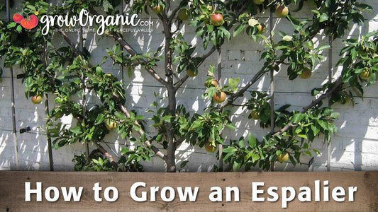 Fruit tree trained in horizontal espalier tiers