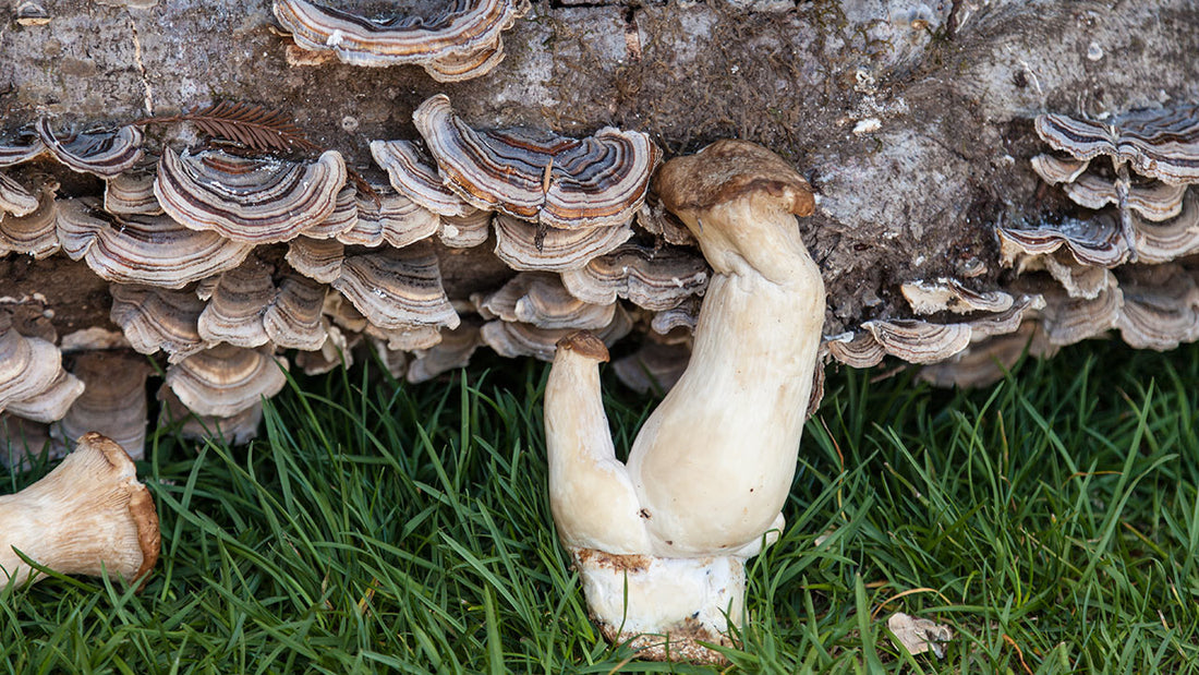 Hugelkultur mushroom