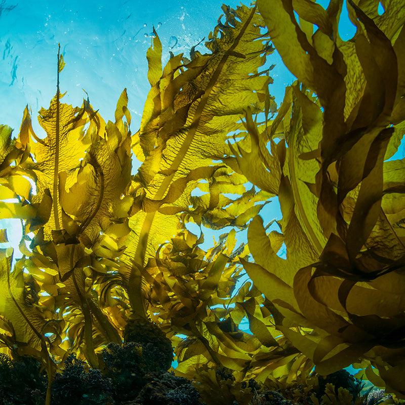 Kelp Meal Fertilizer: A Boost for Healthy Plant Growth