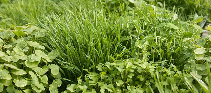 Mature fall-planted cover crop ready for spring termination