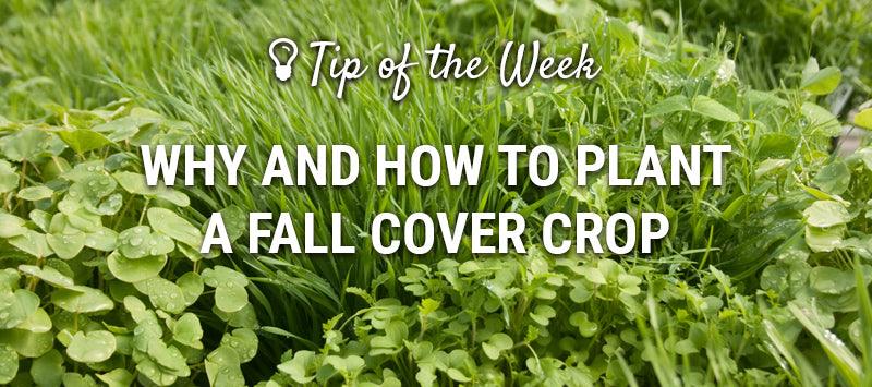 Fall cover crop growing across a garden before winter