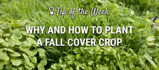 Fall cover crop growing across a garden before winter