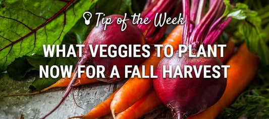 Fall harvest vegetable guide graphic over carrots