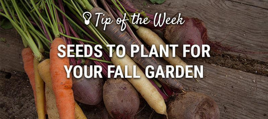 Fall garden seed guide graphic over root vegetables