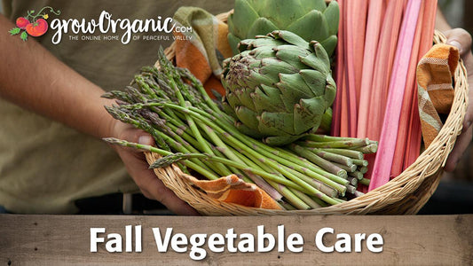 Person carrying an armful of freshly harvested vegetables