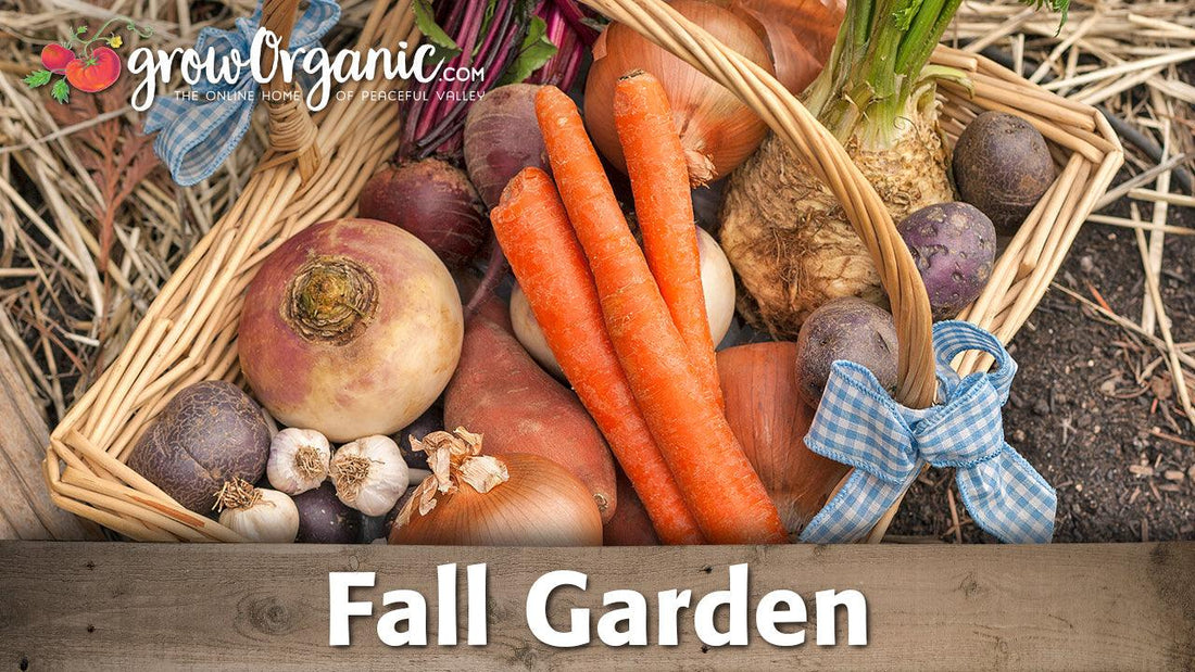 Basket of root crops and garlic from a fall garden harvest