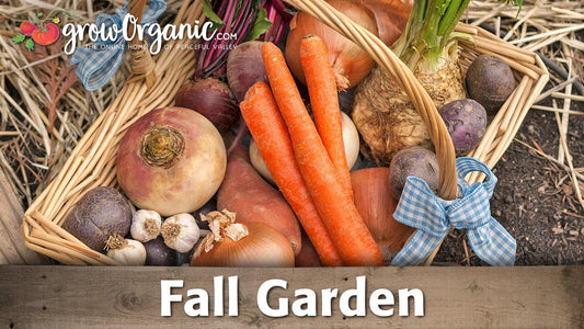 Basket of carrots, onions, turnips, potatoes, and garlic from a fall garden