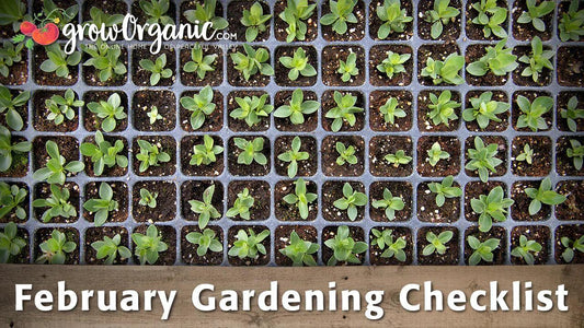 Gardening Activities to Do in Your February Garden - Grow Organic