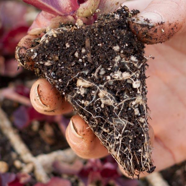 The Vital Role of Mycorrhizae in Plant Health and Soil Biology - Grow Organic