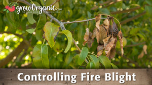 Controlling Fire Blight