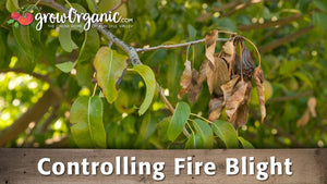 Fire Blight Video: Identification, Prevention and Pruning