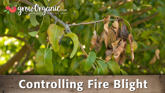 Fire-blight-damaged shoot with wilted leaves