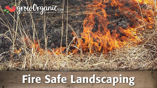 Flames burning through dry garden brush