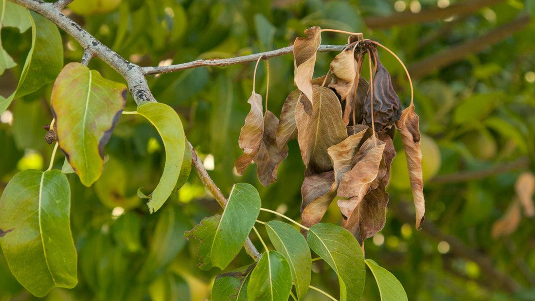 Fruit-tree leaves and shoot wilted by fire blight