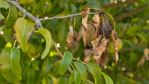 Fire Blight: Symptoms, Prevention and Management for Fruit Trees