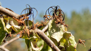 Fire Blight Prediction Models: Using Bloom and Weather Risk