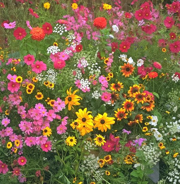 Colorful annual and perennial flowers blooming together