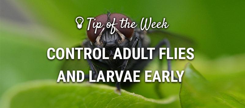 Adult fly control guide graphic over green leaves
