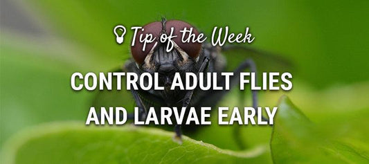 Adult fly control guide graphic over green leaves