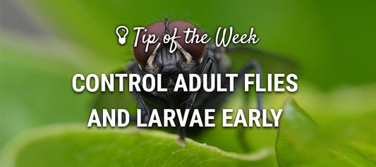 Control Adult Flies and Larvae Early