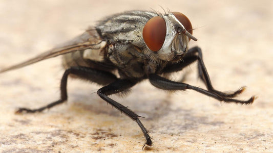 Close-up of a housefly