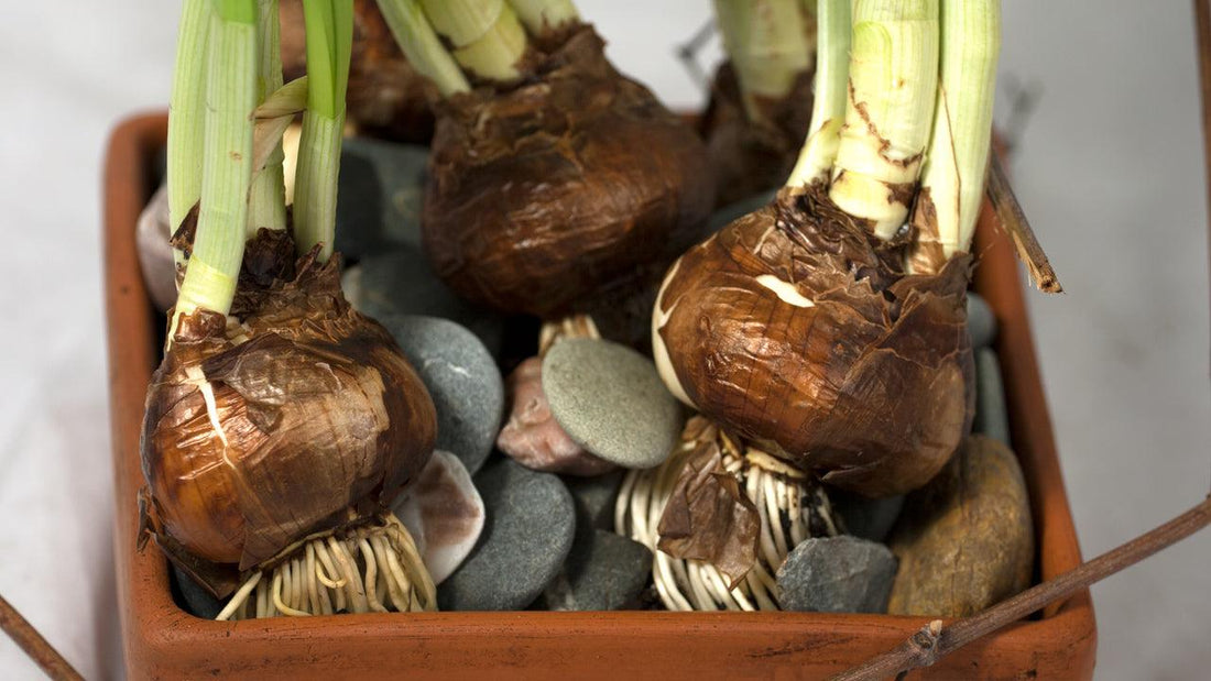 Forcing Flowering Bulbs - Grow Organic