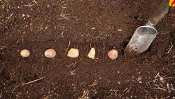 Tips for Growing Potatoes in Your Garden - Grow Organic