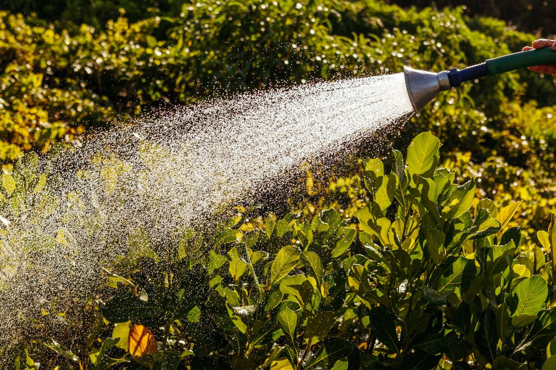 Garden hose watering green plants in sunlight