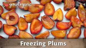 How to Freeze Plums