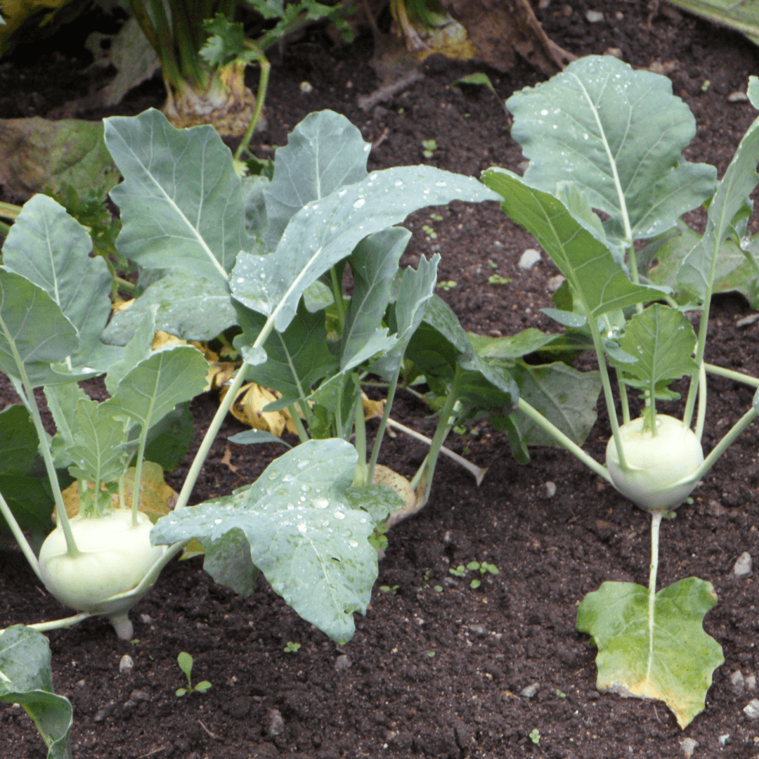 Kohlrabi plants growing in a garden bed