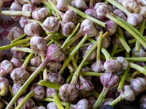 How to Grow Big Garlic: 9 Steps for Choosing the Best Fertilizer for Garlic and Fertilizing Garlic Effectively