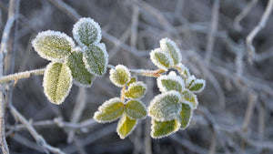 Frost Tree Protection: How to Protect Large Fruit Trees from Frost and Late Cold Snaps