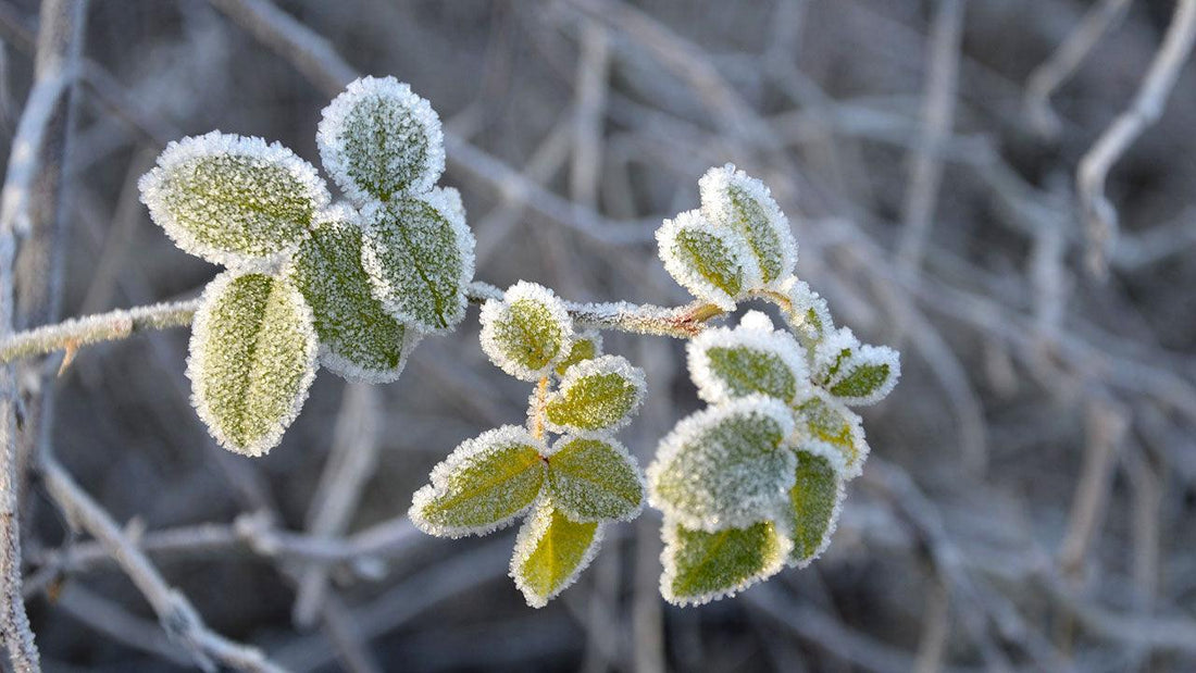 Frost on fruit-tree foliage during a late cold event