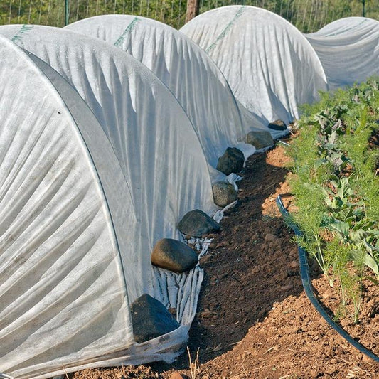Garden beds covered with white frost-protection fabric