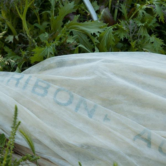 Floating row cover protecting young vegetable plants