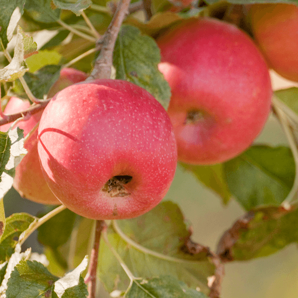 Red apples hanging on a leafy orchard tree in fall