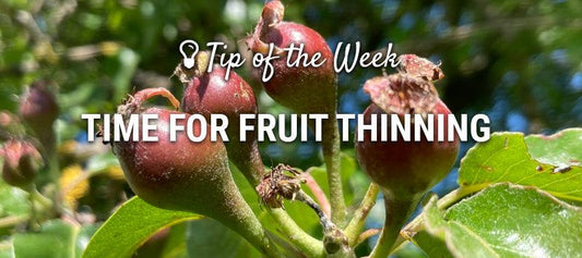 Fruit-thinning guide graphic over green fruit