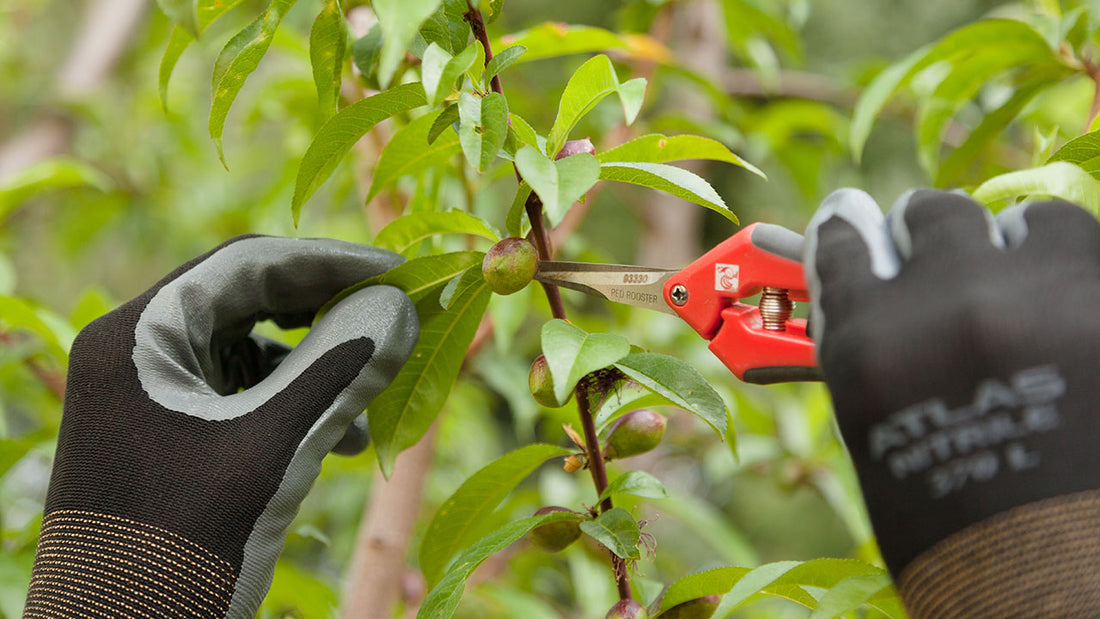 thinning fruit tree with clippers