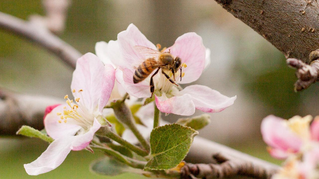 Bee visiting a pale pink fruit-tree blossom