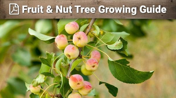 Printable fruit and nut tree growing guide for orchard planning