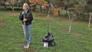 4 Common Bare Root Tree Myths—and What to Do Instead
