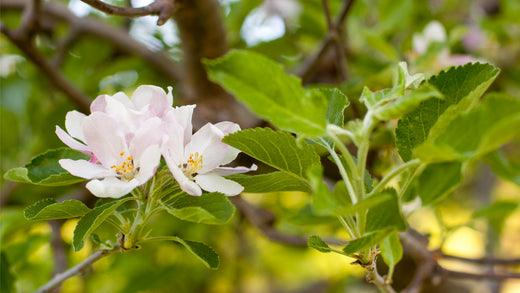 When & How to Fertilize Fruit Trees: The Best Fertilizer for Fruit Trees for Maximum Yield - Grow Organic