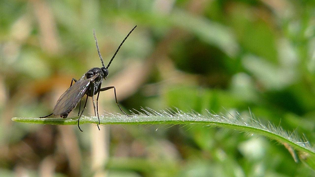 Fungus gnat resting on a blade of grass